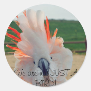 We are not JUST A BIRD! Classic Round Sticker