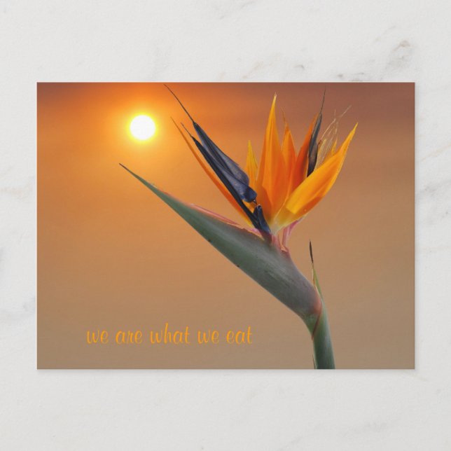 we are what we eat postcard (Front)