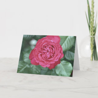 We heal together as we love holiday card