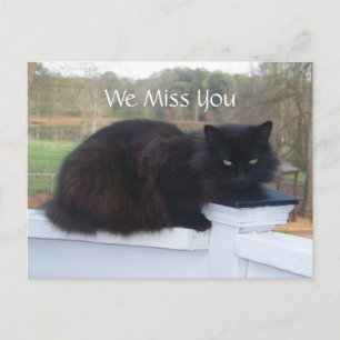 We Miss You Kitty Postcard
