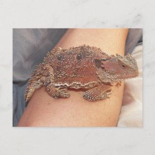We named the horned toad: Ho'Dee Towd...Kathy(AH) Postcard