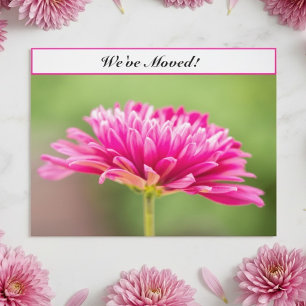 We’ve Moved Pink Chrysanthemum Floral New Address Announcement Postcard
