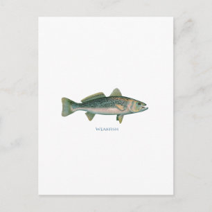 Weakfish Postcard