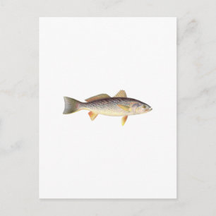 Weakfish - Seatrout - Grey Trout Postcard
