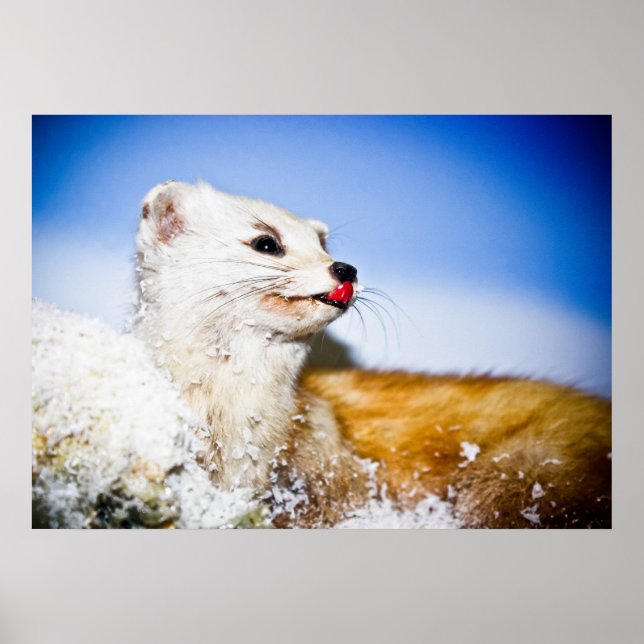 weasel poster (Front)