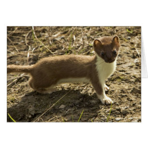 Weasel, Short-tailed