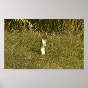 Weasel, Short-tailed Poster