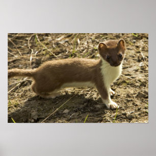 Weasel, Short-tailed Poster