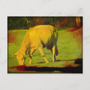 Weathered Pasture Postcard