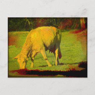 Weathered Pasture Postcard