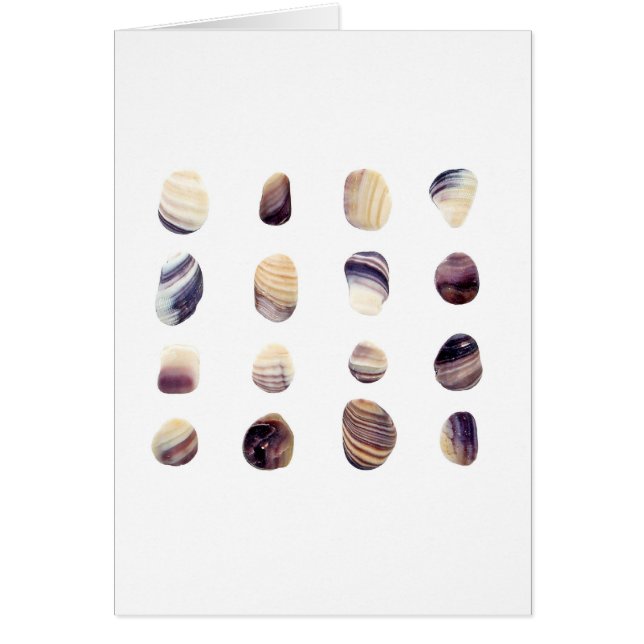 Weathered Seashells (Front)