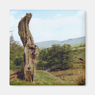 Weathered tree in UK Peak District Magnet