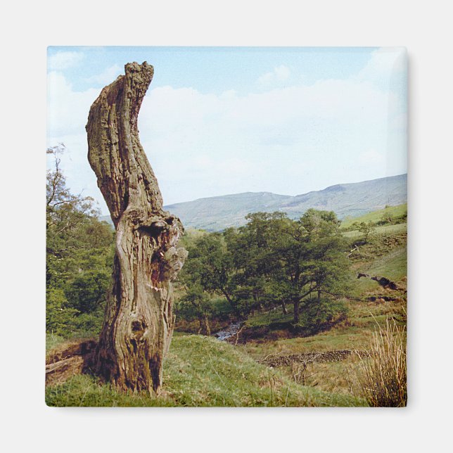 Weathered tree in UK Peak District Magnet (Front)
