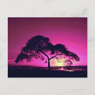 Weaver bird nests in silhouetted tree, Arusha Nati Postcard