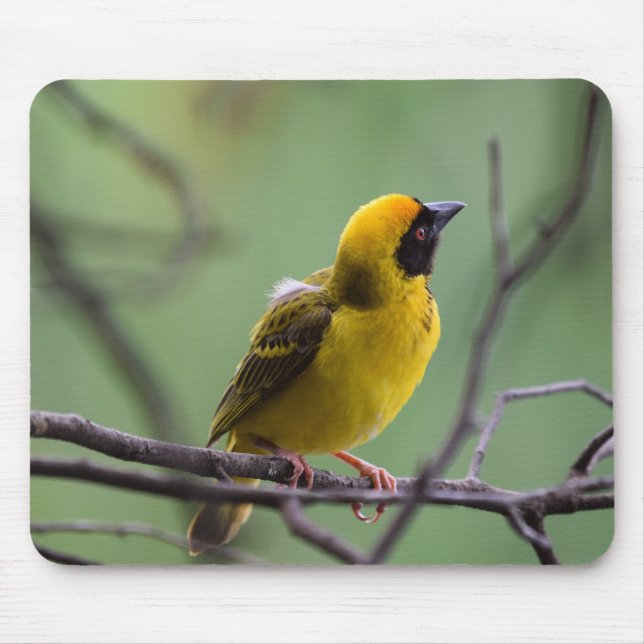 Weaver, Bird, Yellow bird Mouse Pad (Front)