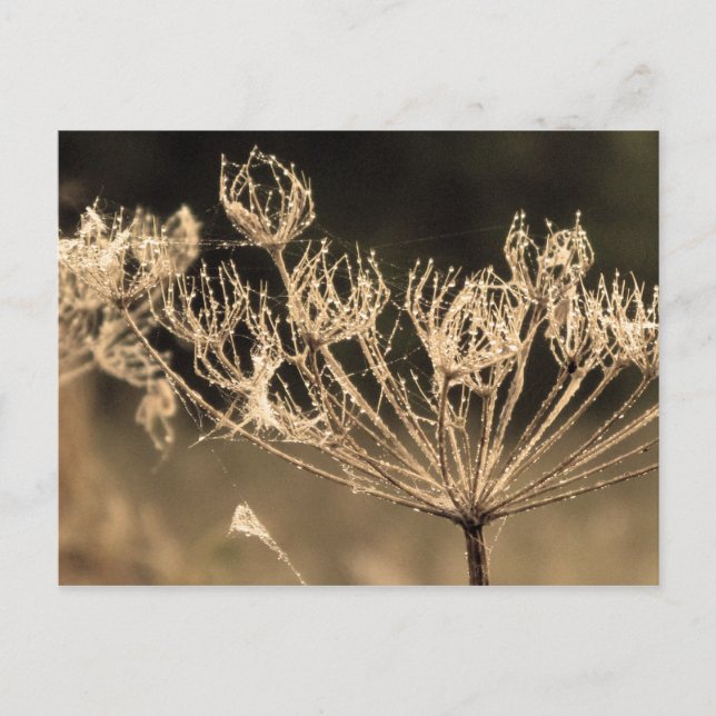 Web and Water in Sepia Postcard (Front)