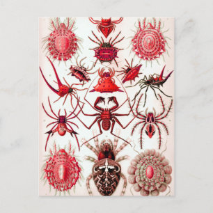 Web Crawlers Postcard