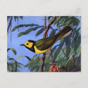 Weber's Hooded Warbler Postcard