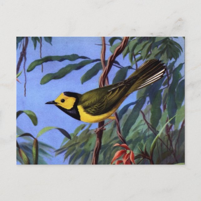 Weber's Hooded Warbler Postcard (Front)