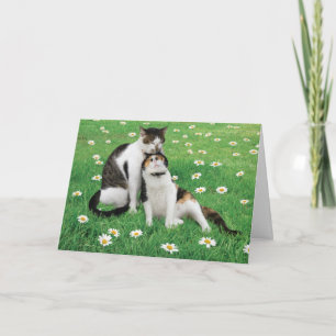 Wedding Anniversary Cat Card Funny Cute Best