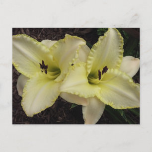 Wedding Band - Daylily Postcard