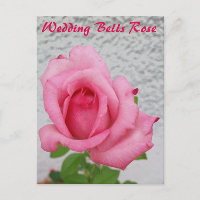 Wedding Bells Rose flower - snail mail postcard (Front)