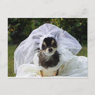 Wedding Chihuahua Bride Postcard