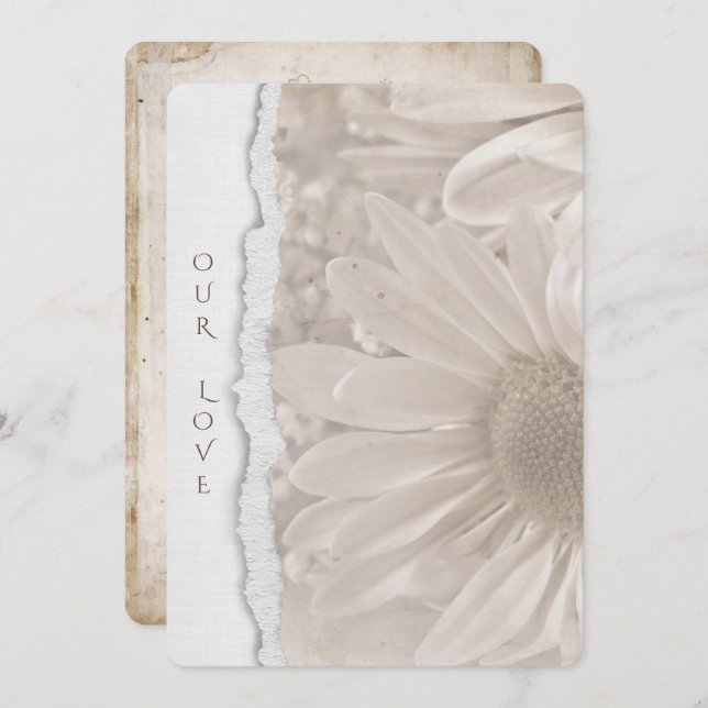 wedding daisy in sepia with torn paper edge invitation (Front/Back)