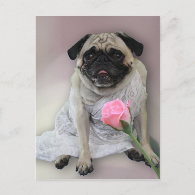 Wedding Day Pug Postcard (Front)
