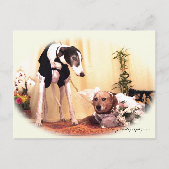 Wedding dogs postcard (Front)
