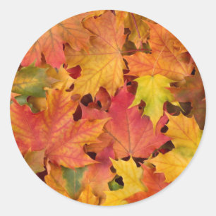 Wedding Fall Leaves Autumn Colours Orange Red Classic Round Sticker
