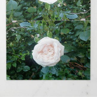Wedding Invitation White Roses All In One