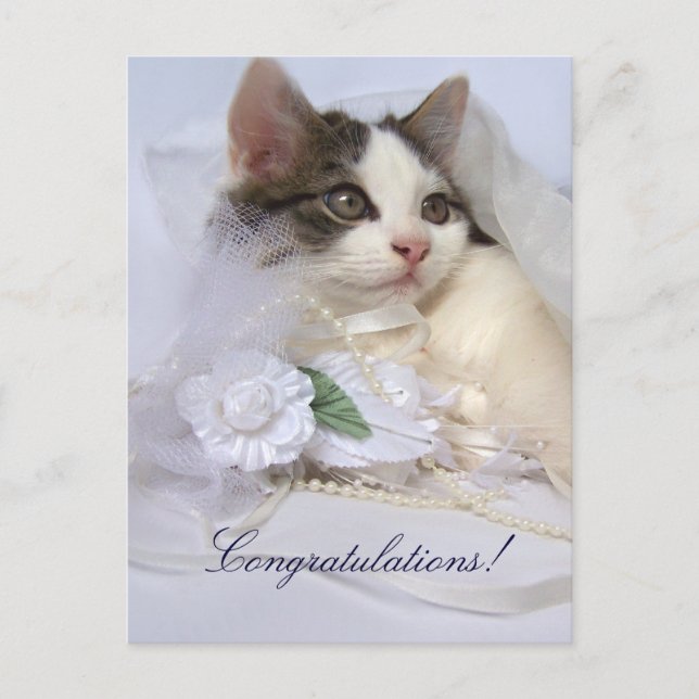Wedding Kitten Postcard (Front)
