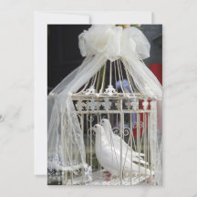 Wedding pigeon waiting for bride