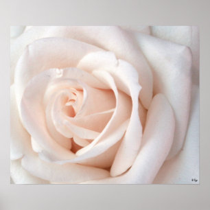 Wedding Rose Poster, S Cyr Poster