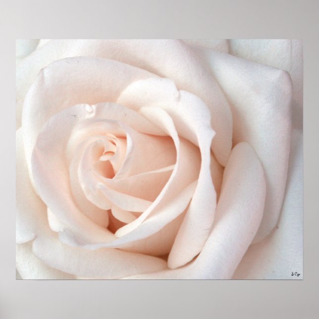 Wedding Rose Poster, S Cyr Poster (Front)