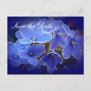 Wedding "Save the Date" Blue African Violets Announcement Postcard