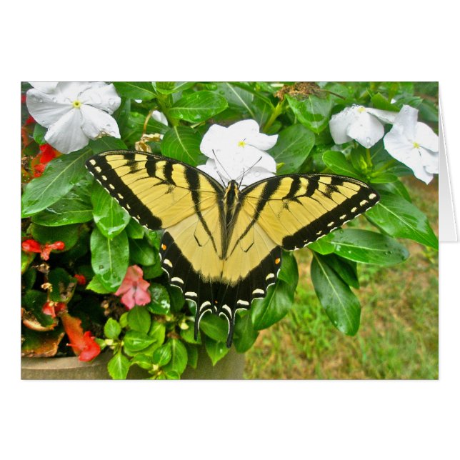 Wedding Swallowtail Butterfly Items (Front Horizontal)