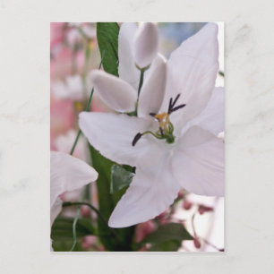 wedding white lily flowers floral flora love vines postcard