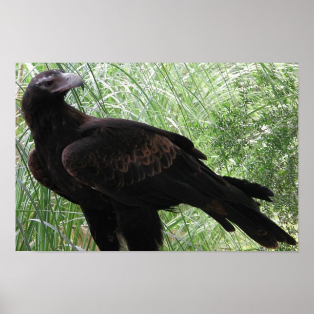 Wedge-tailed Eagle (Aquila audax) Poster (Front)