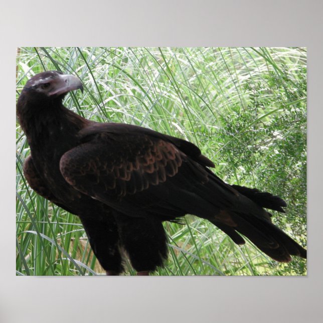 Wedge-tailed Eagle (Aquila audax) Poster (Front)