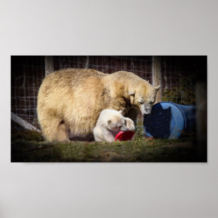 Wee Hamish the Polar Bear Cub Poster