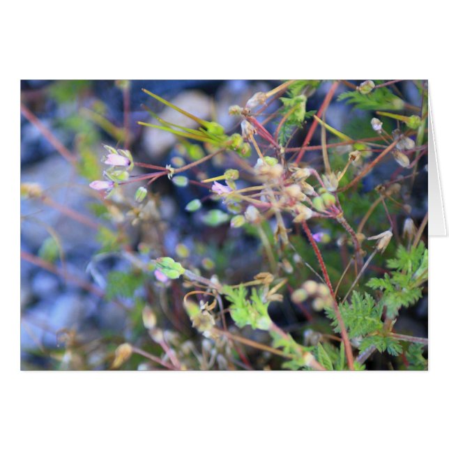 Weeds (Front Horizontal)