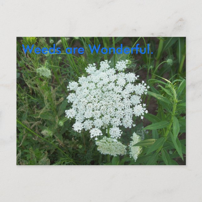 Weeds are Wonderful. Postcard (Front)