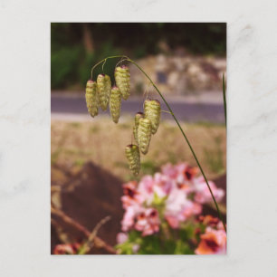 Weeds in my Garden Postcard