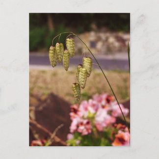 Weeds in my Garden Postcard