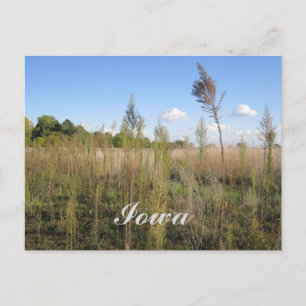 Weeds, Trees, and Sky Iowa Postcard