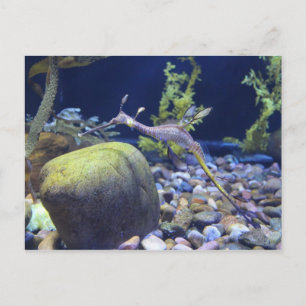 Weedy Seadragon # 1 Postcard
