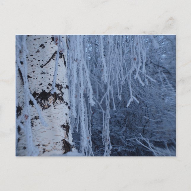 Weeping Birch in Winter Postcard (Front)