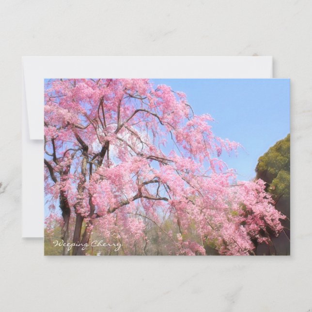 Weeping Cherry: Flat Card (Front)
